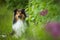 Sheltie dog under a lilac tree