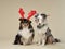 Sheltie dogs in holiday attire, studio scene