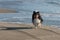 Sheltie Enjoying the Beach