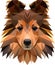 Sheltie face illustration