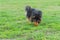 Sheltie playing with ball on green grass