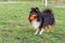 Sheltie playing with orange ball on grass