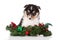 Sheltie puppy posing for christmas on white background