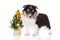 Sheltie puppy posing for christmas on white background