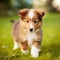 Sheltie puppy standing on the green meadow in summer green field. Portrait of a cute Sheltie pup standing on the grass with a