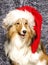 Sheltie Santa