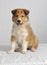 Sheltie Shetland Sheepdog pup on white background