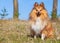 Sheltie sits on grass