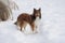 Sheltie in the Snow