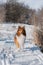 Sheltie standing in snowy forest, nature background