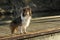 Sheltie standing on the wharf in Conover Cove, Wallace Island, Gulf Islands, British Columbia