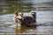 Sheltie is swimming in the water.