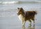 Sheltie walking on Chesterman Beach, Tofino