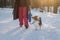 Sheltie walking on a sport leash with a toy in snowy forest.