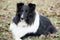 Sheltland Sheepdog lies watching his trainer.