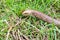 Sheltopusik legless lizard or Pseudopus apodus