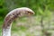 Sheltopusik legless lizard or Pseudopus apodus