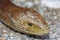 The sheltopusik, Pallas\\\' glass lizard, European legless lizard (Pseudopus apodus) head detail in a natural habitat