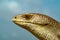 sheltopusik, Pseudopus apodus, european limbless lizard