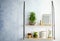 Shelves with green lucky bamboo in glass bowl