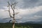 Shenandoah-Dead Tree w/Storm Clouds