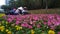 Shenzhen, China: garden workers planting flowers.