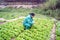 Shenzhen china: growing vegetables