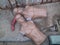 Shenzhen, China: mannequins abandoned