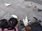 Shenzhen, China: people watch pigeons in the square, especially children are very happy, and then feed the pigeons with the bought