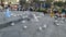 Shenzhen, China: pigeons in the square, people are watching. These pigeons are trained and people watch them for free, but to feed