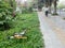 Shenzhen, China: A shared bicycle falls in the green grass