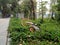 Shenzhen, China: A shared bicycle falls in the green grass