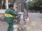 Shenzhen, China: Workers brush the roots of trees with lime water to prevent insects