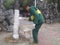 Shenzhen, China: Workers brush the roots of trees with lime water to prevent insects