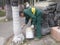 Shenzhen, China: Workers brush the roots of trees with lime water to prevent insects