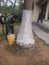 Shenzhen, China: Workers brush the roots of trees with lime water to prevent insects