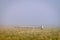 Shepard with many sheeps in foggy moring conditions