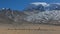 A Shepard walking with his sheep grazing on meadows of Tibetan plateau