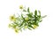 Sheperd\'s purse (Capsella bursa-pastoris) medicinal plant isolat