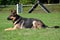 Shepherd attentive lying in the meadow