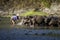 Shepherd bathing water buffalo in indonesia