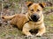 Shepherd Boxer Mastiff mixed breed dog