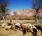 shepherd boy, Argentina, Jujuy Province, Purmamarca, Elevated view of the Hill of Seven Colorses