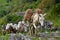 A shepherd with a caravan of donkeys carrying heavy supplies