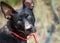 Shepherd Cattledog Terrier mixed breed dog
