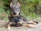 Shepherd Coyote Adoption Photo