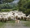 Shepherd dog with autochthonous sheep, Sardinia, Italy