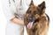 Shepherd dog examination by veterinary doctor