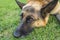 Shepherd dog on the grass.