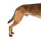 Shepherd dog Hind legs side view on white background